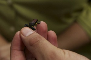 The  "very poisonous" Dart Frog