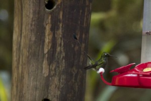 white legged hummingbird