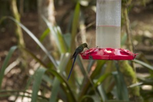 Long tailed hummingbird