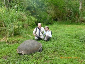 These tortoises are very big!