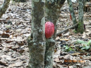 A cocoa pod that appears to be ready for harvest.