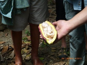 Cocoa beans in the pods.