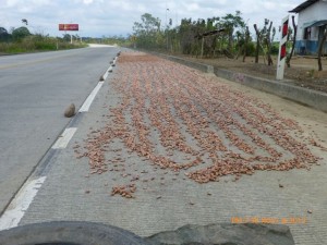 Cocoa beans, the highway drying process.