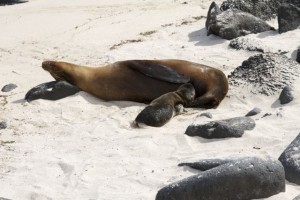 Young sea lion enjoying mothers milk.