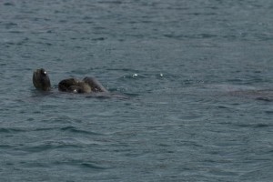 Sea turtles doing what sea turtles do...