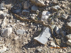 A bull snake, quite large but not as large as the rattler we saw on the golf course, so no picture of that one.