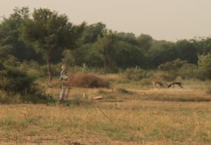 The black bucks enjoying the morning