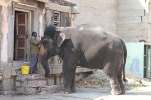 This elephant that lived in the temple.